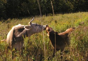 cowcalfkiss A cow and her calf in the field.