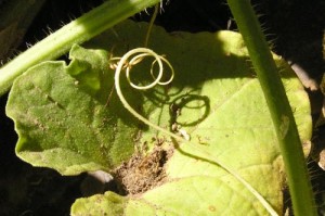 Squash tendril